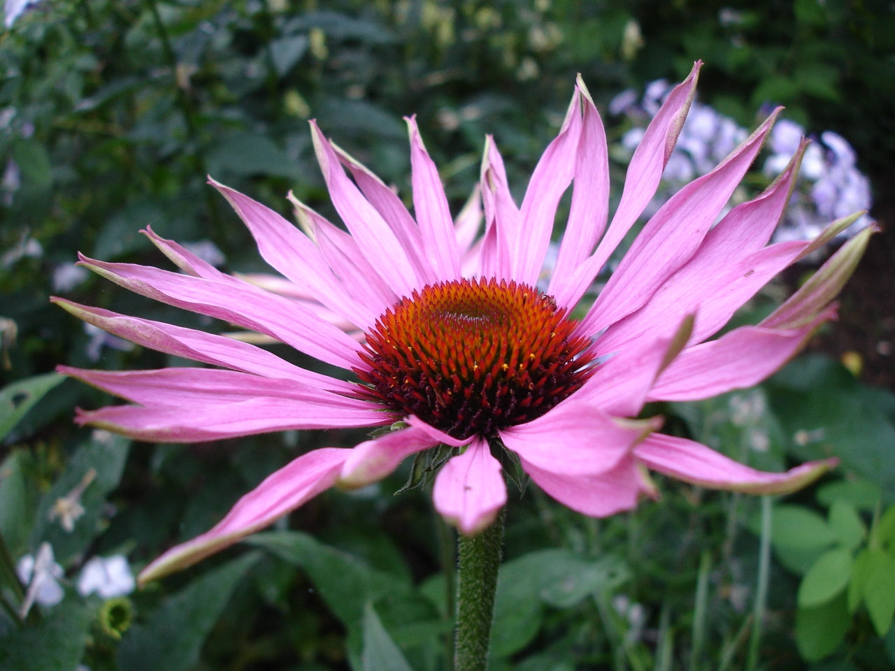 Echinacea 'Sombrero' - Cont.: 3.5L - Echinacea 'Sombrero'