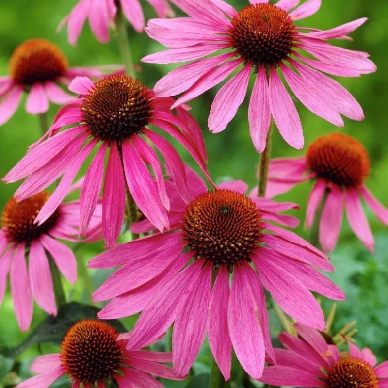 Echinacea purpurie Magnus - C. 2L / (Echinacea purpurea Magnus)