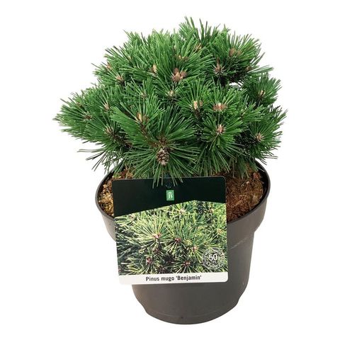 Pin Benjamin pe tulpină - C. 30L STEM | 100 cm / (Pinus mugo Benjamin)