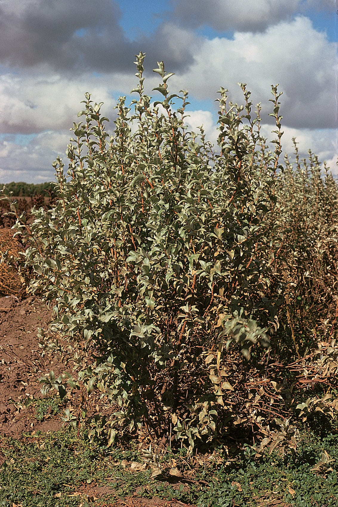 Elaeagnus - h: 100cm - Elaeagnus (Bilă)