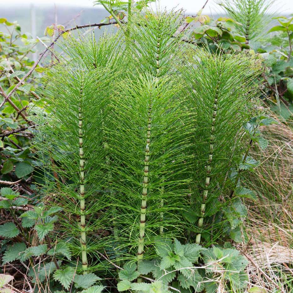 Equisetum japonicum - Cont.: 2L - Coada calului japoneză