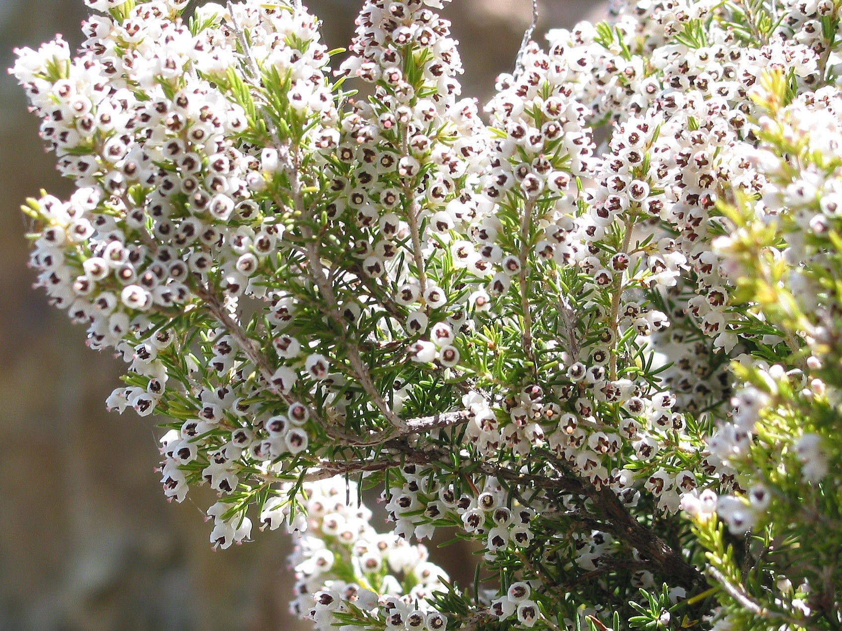 Erica arborea 'Alberts Gold' - h: 30cm | Cont.: 2L - Erica arborescentă 'Alberts Gold'