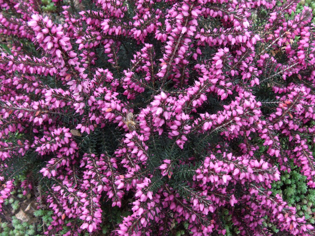 Erica darleyensis - h: 20-25cm | Cont.: 1.5L - Erica