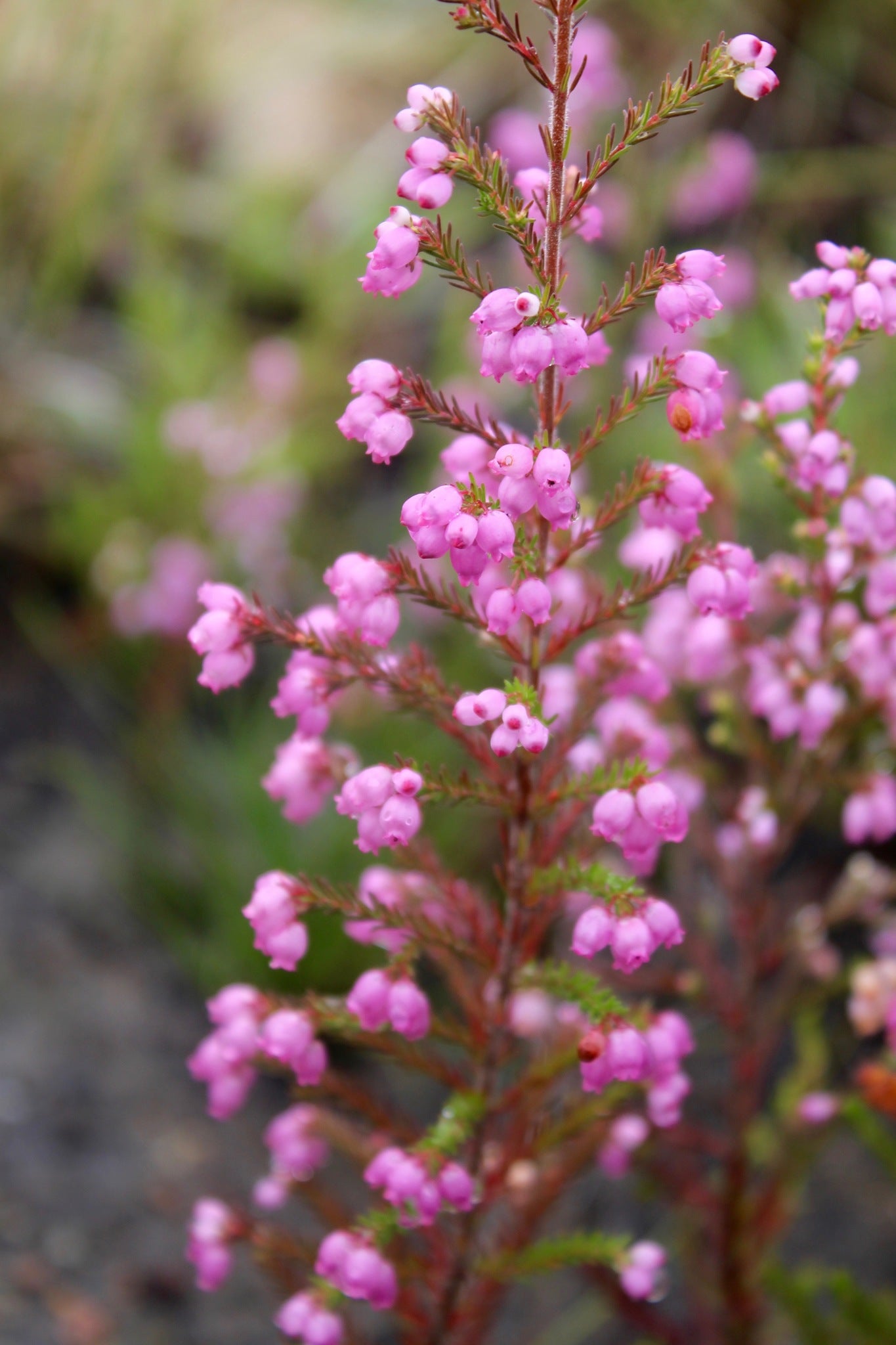Erica gracilis - h: 25cm | Cont.: 1.5L - Erica roșie