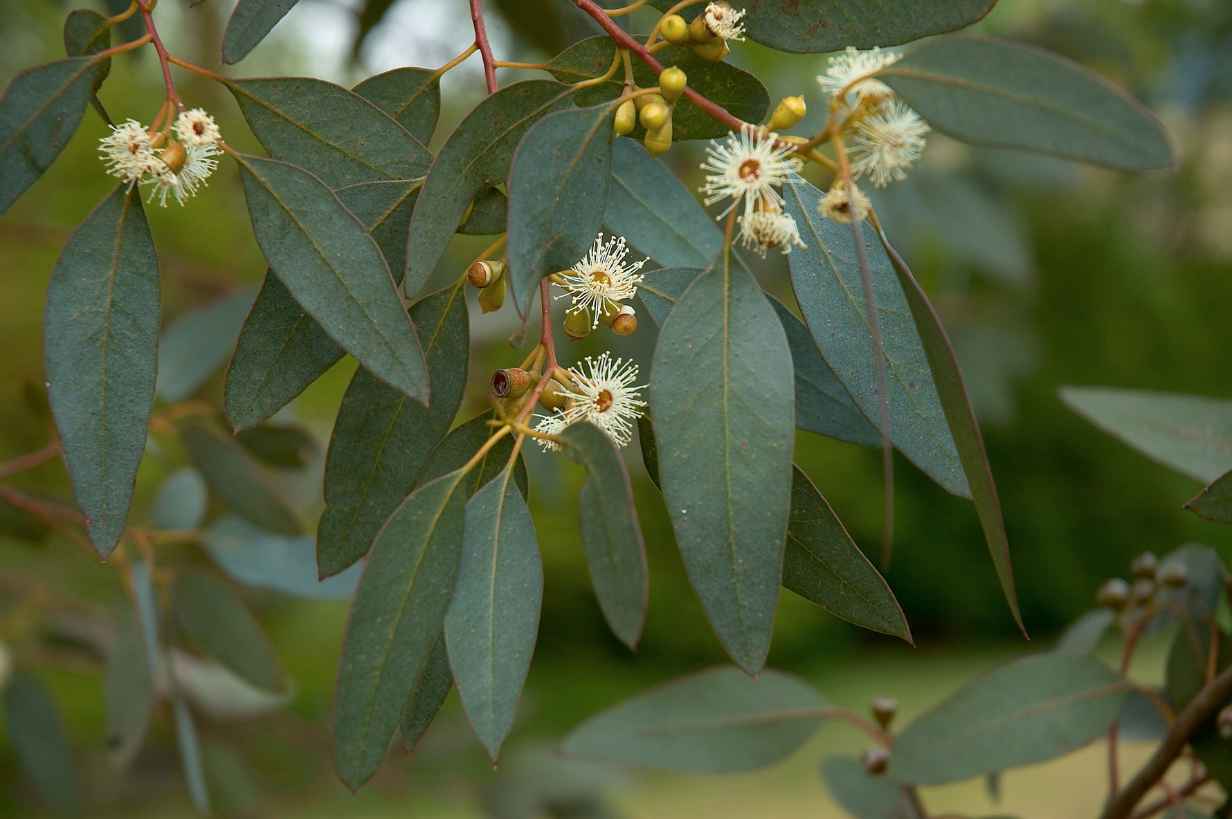 Eucalyptus gunnii - Cont.: 5L - Eucalipt