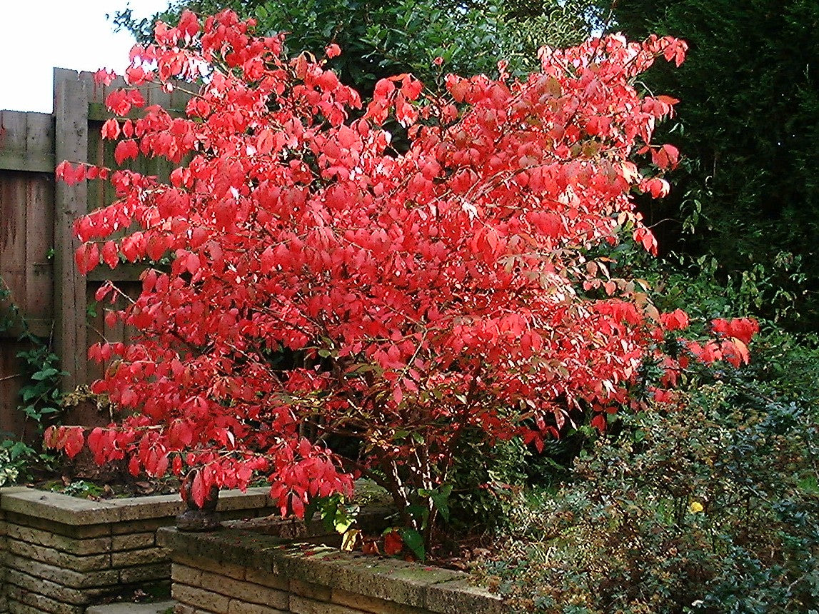 Euonymus alatus - h: 40cm | Cont.: 2.5L - Salbă cu aripi