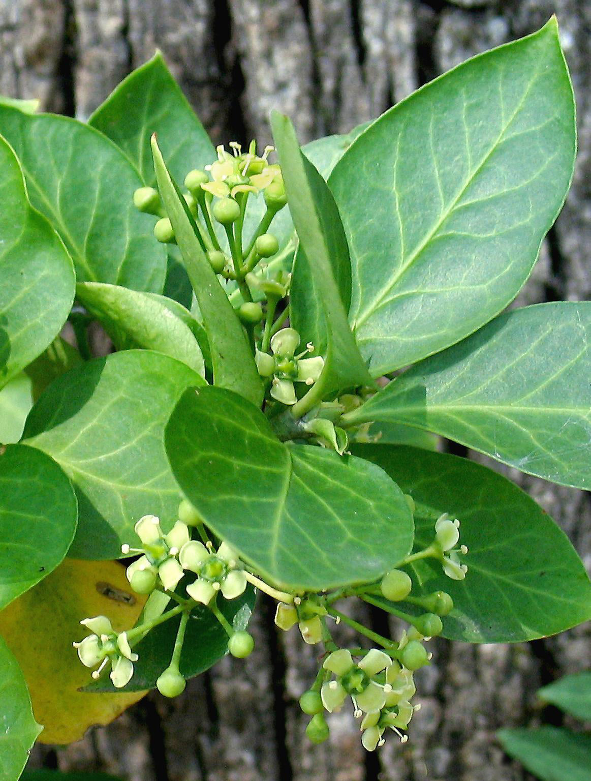 Euonymus fortunei 'Silver Queen' - h: 20cm | Cont.: 5L - Salbă agățătoare 'Silver Queen'