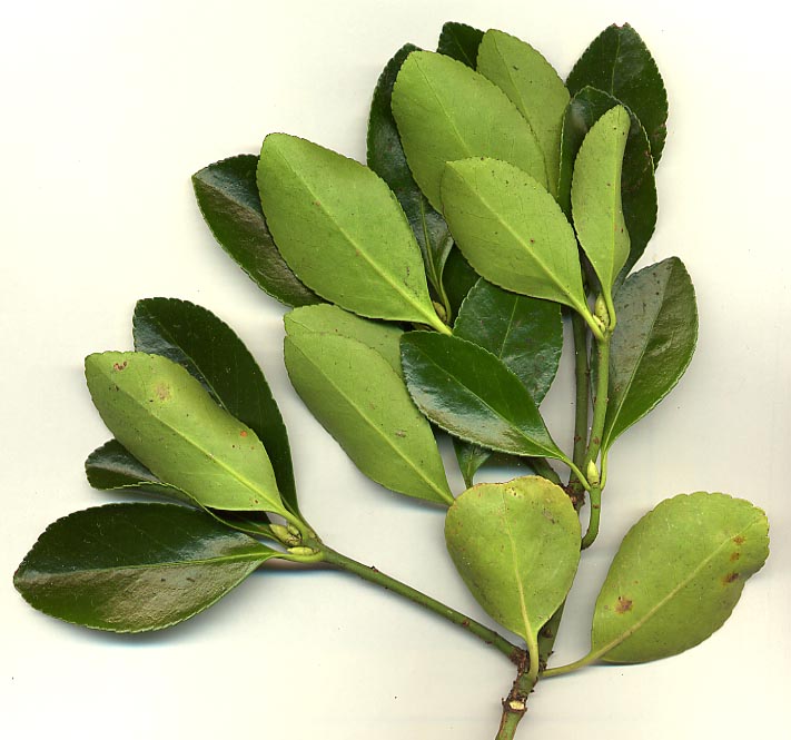Euonymus japonicus MIX - h: 20cm | Cont.: 2L - Salbă japoneză MIX