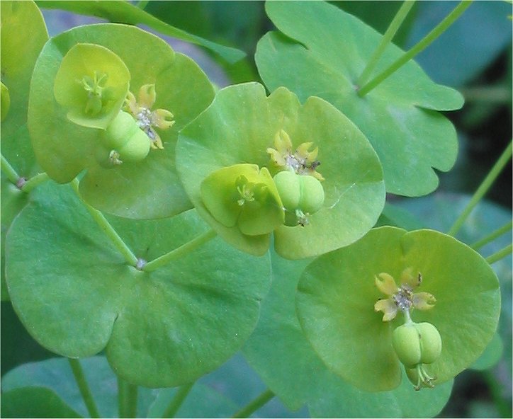 Euphorbia amygdaloides 'Robbiae' - Cont.: 2L - Laptele câinelui 'Robbiae'