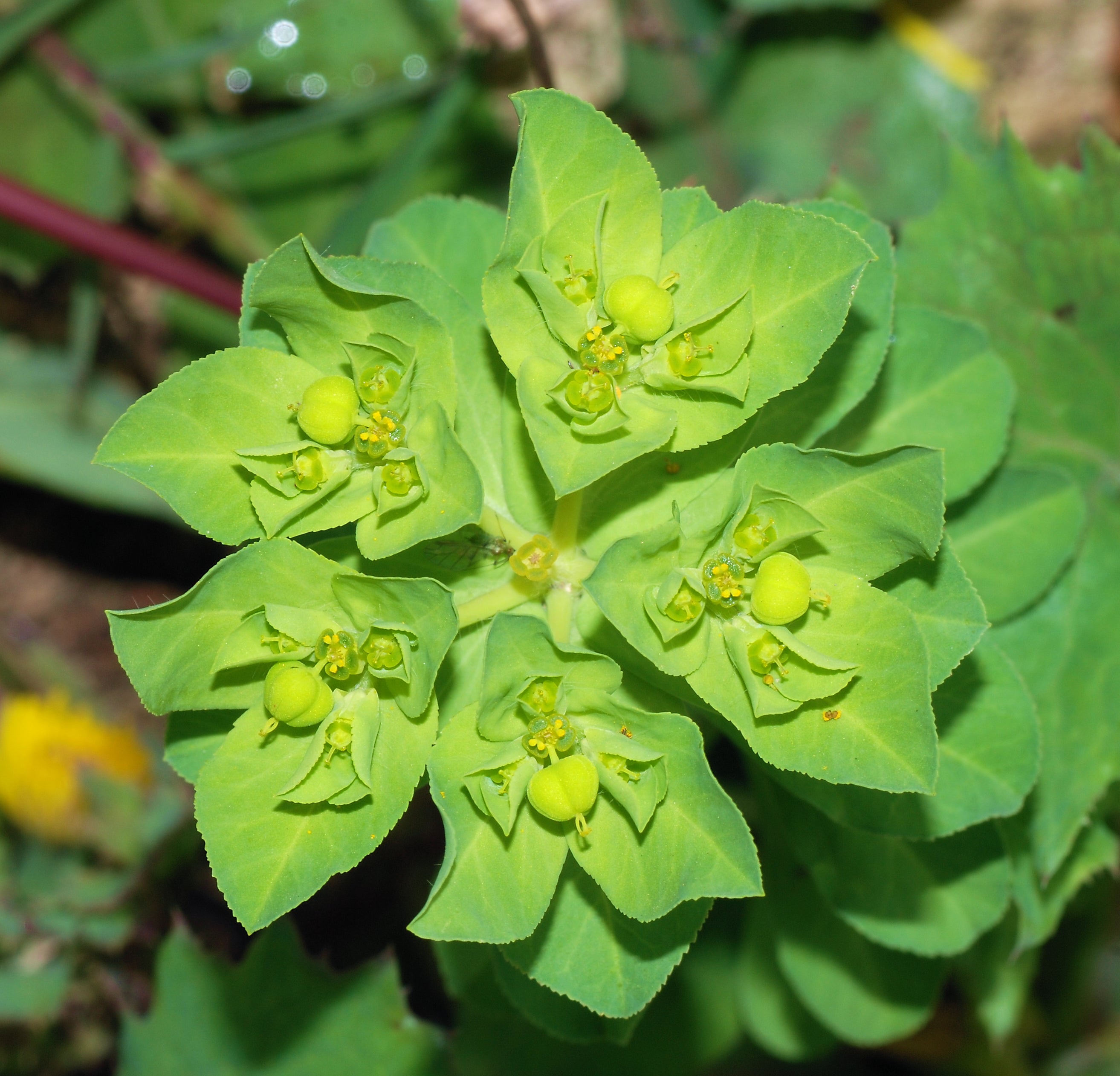 Euphorbia 'Ascot Rainbow' - Cont.: 2L - Laptele câinelui ornamental 'Ascot Rainbow'