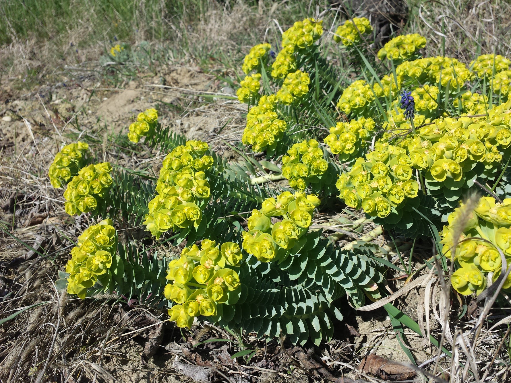 Euphorbia myrsinites - Cont.: 2L - Laptele câinelui albastru