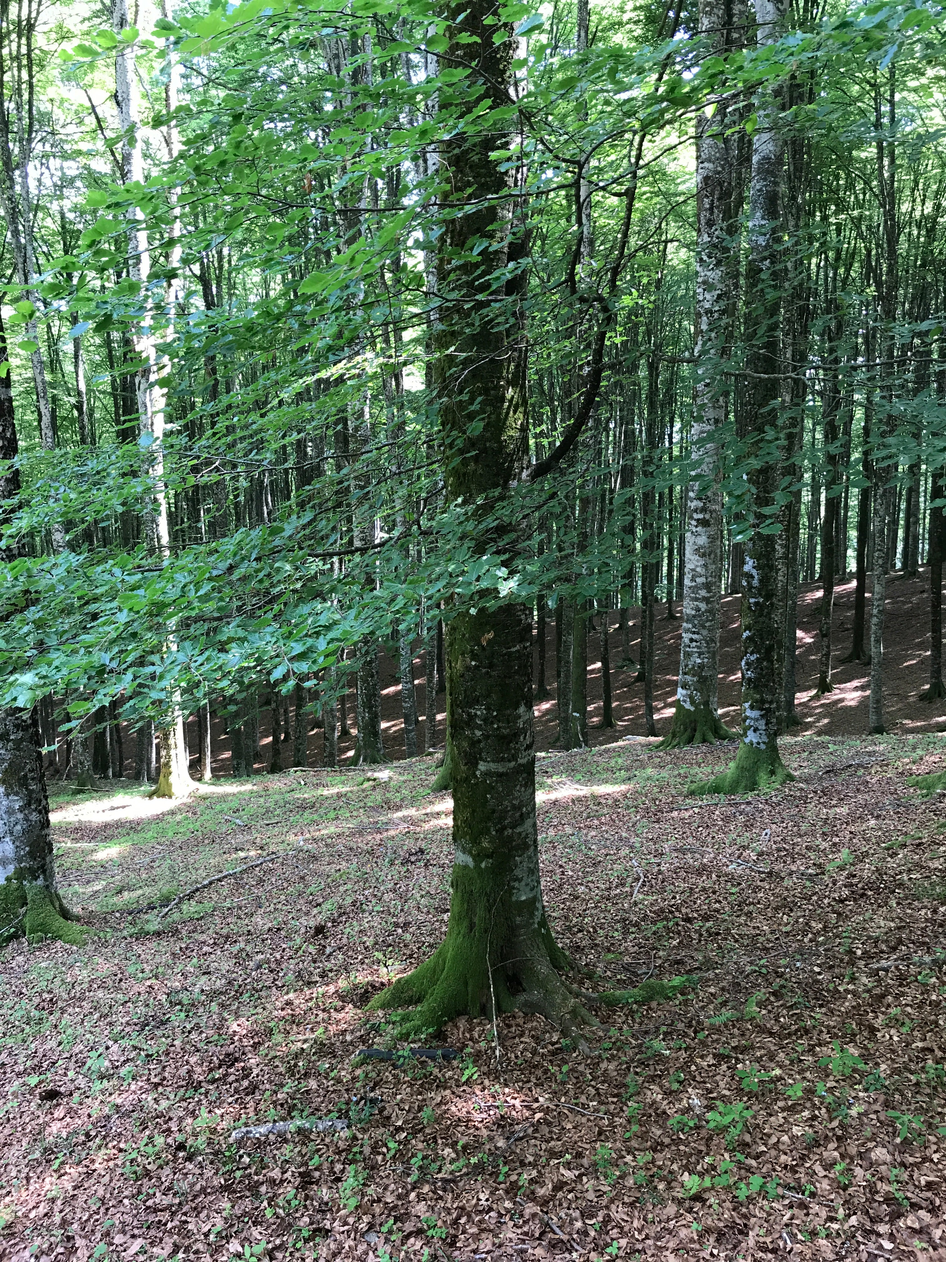 Fagus sylvatica 'Fastigiata' - Cont.: 35L - Fag fastigiat 'Fastigiata' (Fastigiată)