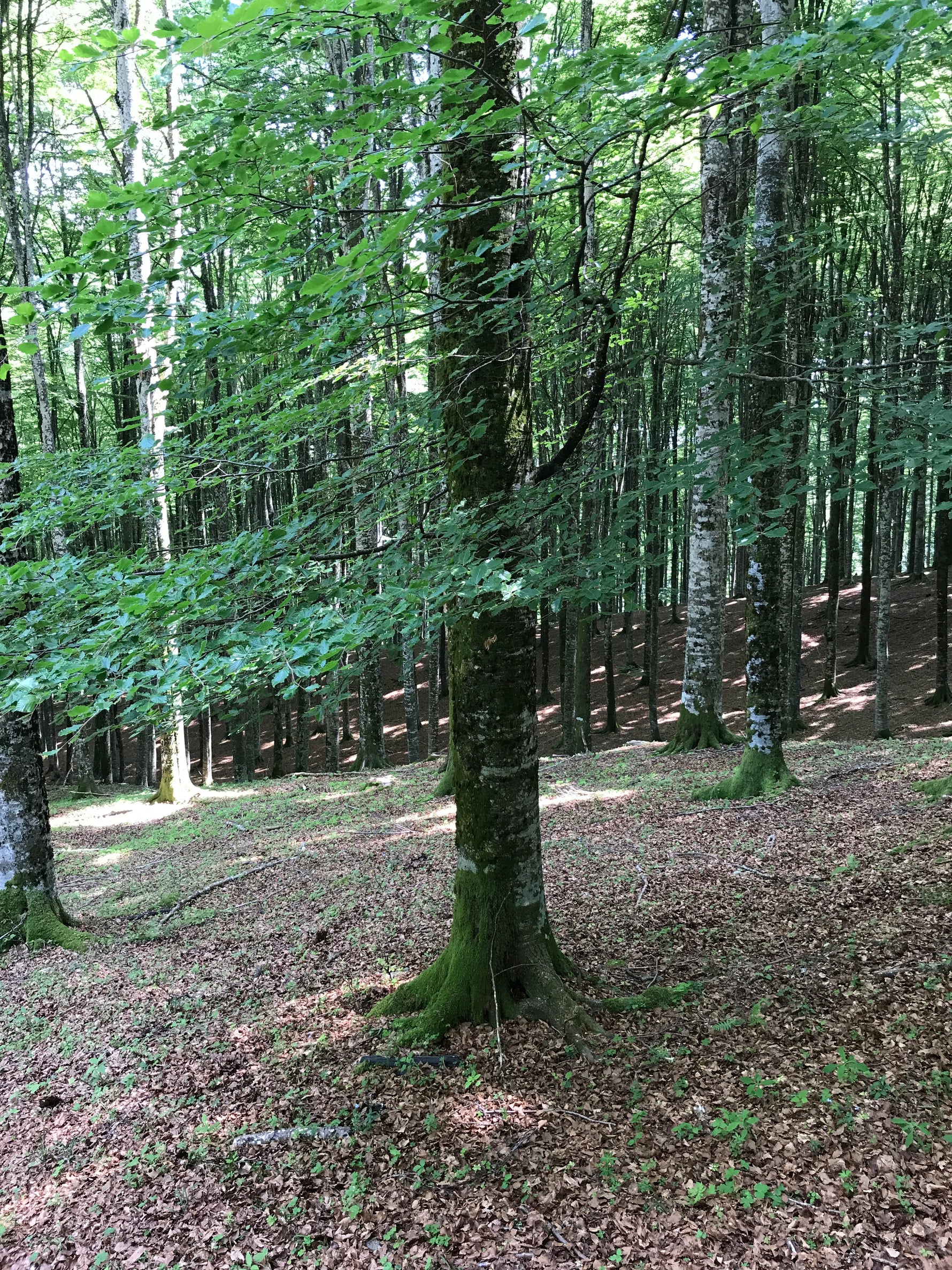 Fagus sylvatica 'Fastigiata' - Cont.: 35L - Fag fastigiat 'Fastigiata' (Fastigiată)