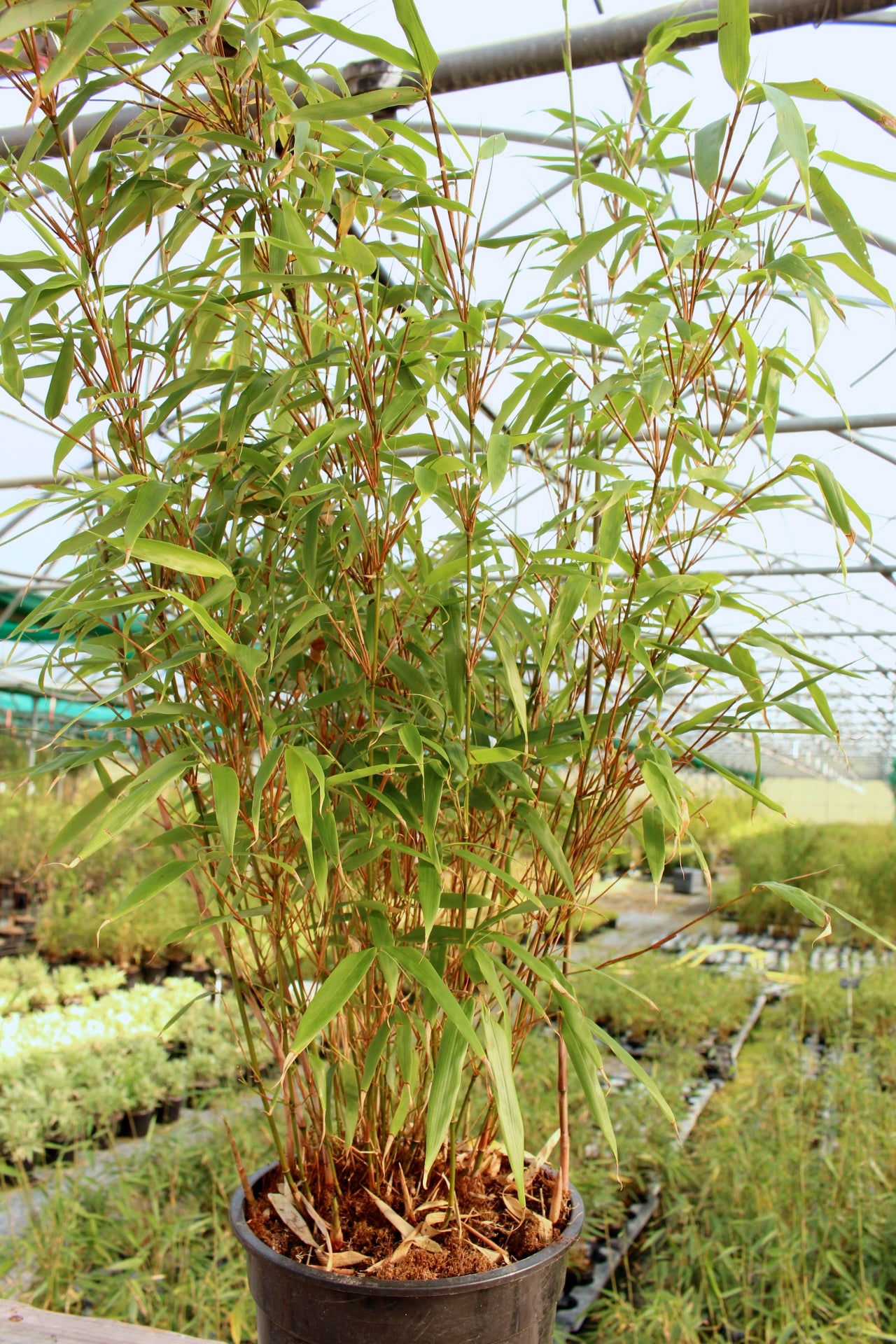 Fargesia rufa - Cont.: 2L - Bambus Fargesia