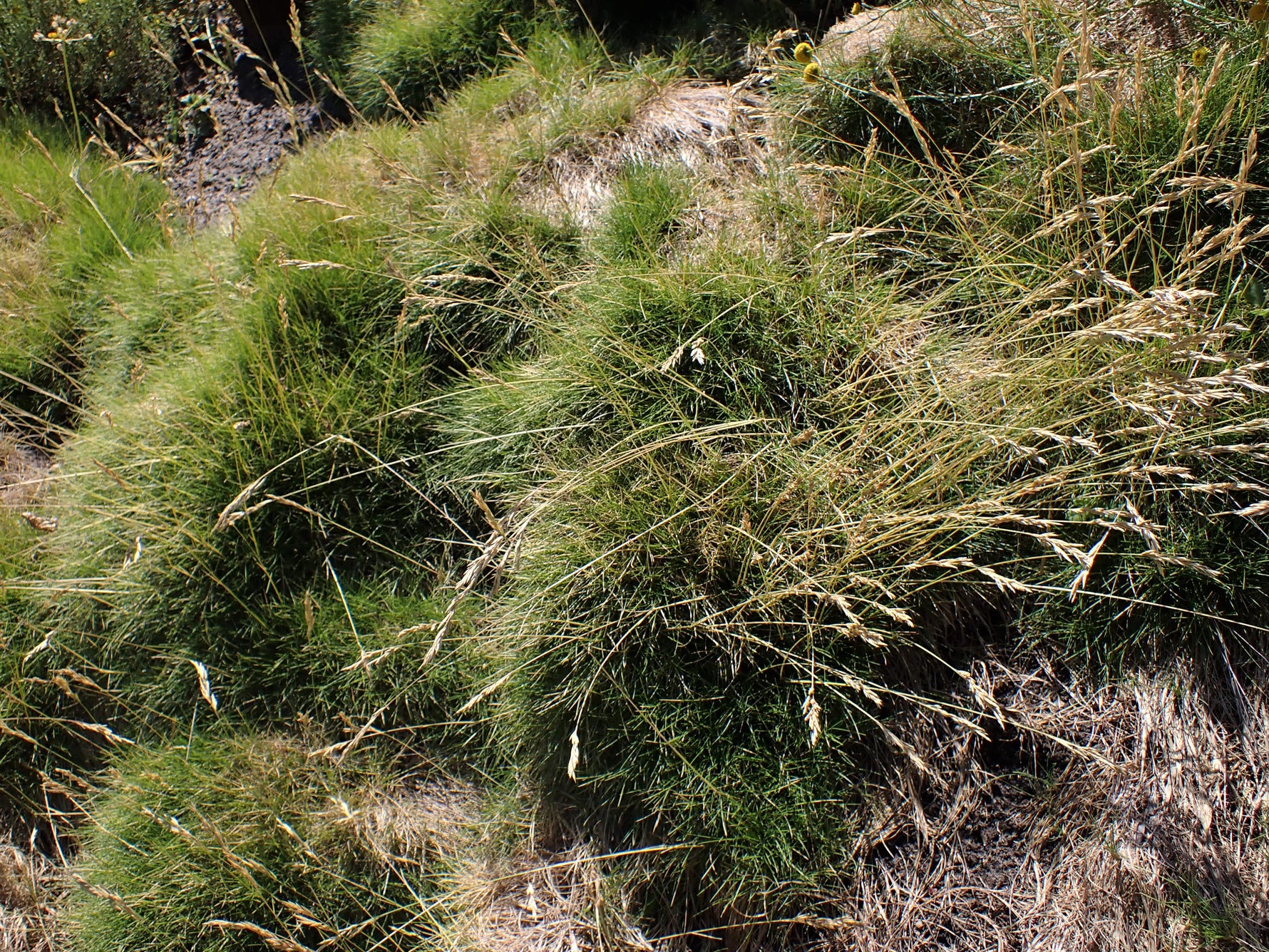 Festuca gautieri 'Pic Carlit' - Cont.: 2L - Festuca 'Pic Carlit'