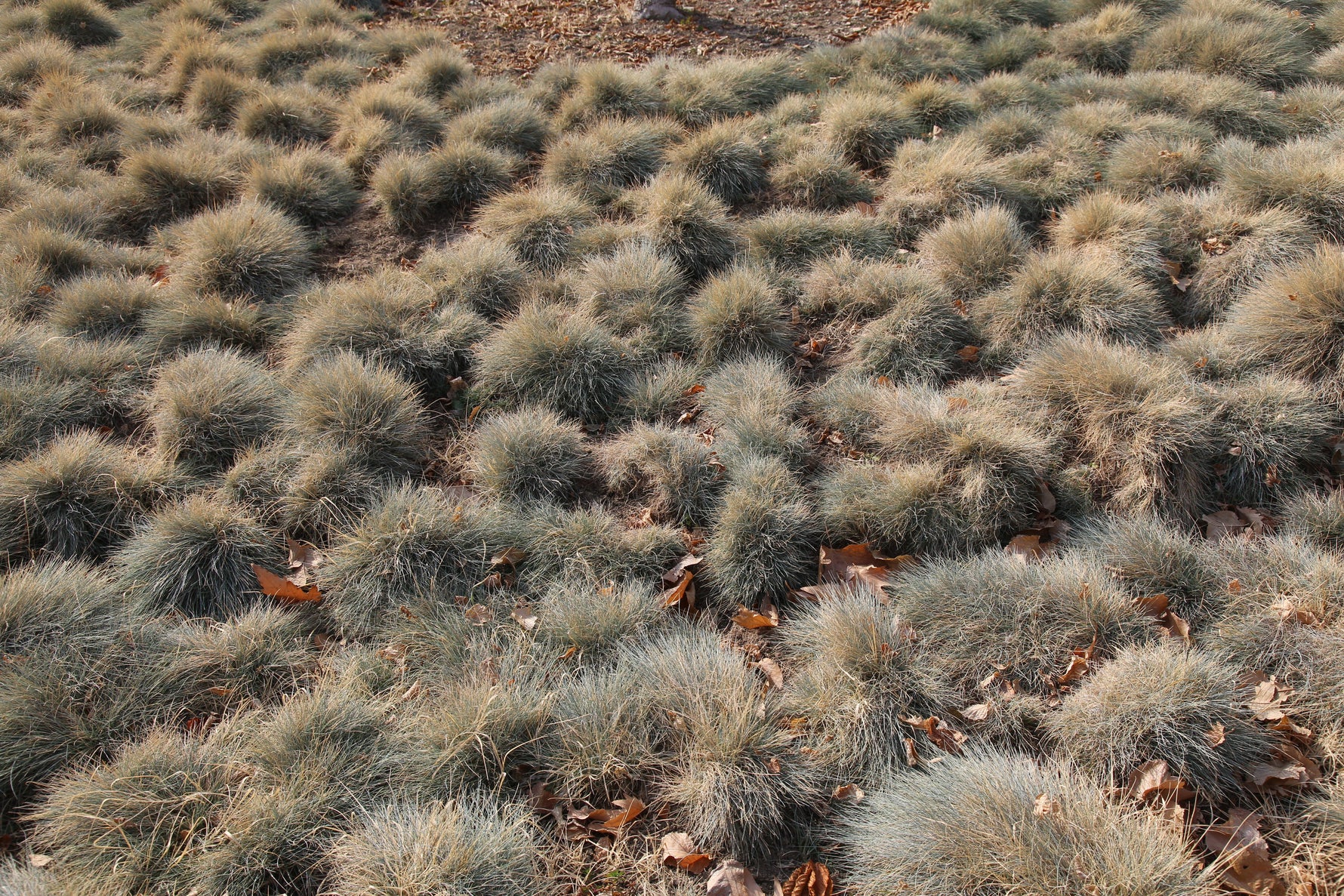 Festuca glauca 'AmiGold' - Cont.: 2L - Festuca albastră 'AmiGold'