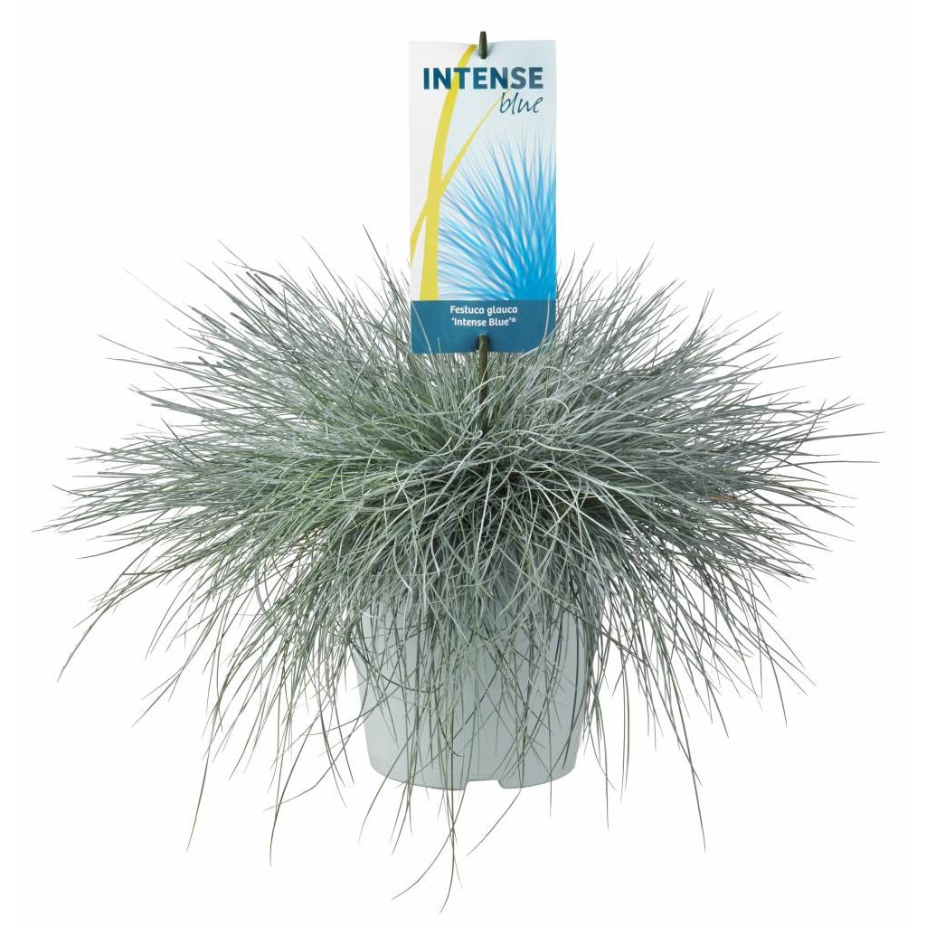 Festuca albastră Intense Blue - C. 2L / (Festuca glauca Intense Blue)