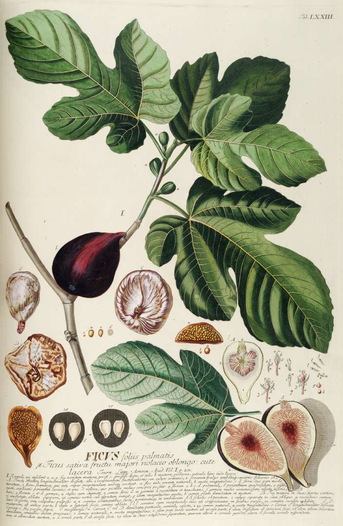 Ficus carica - Smochin