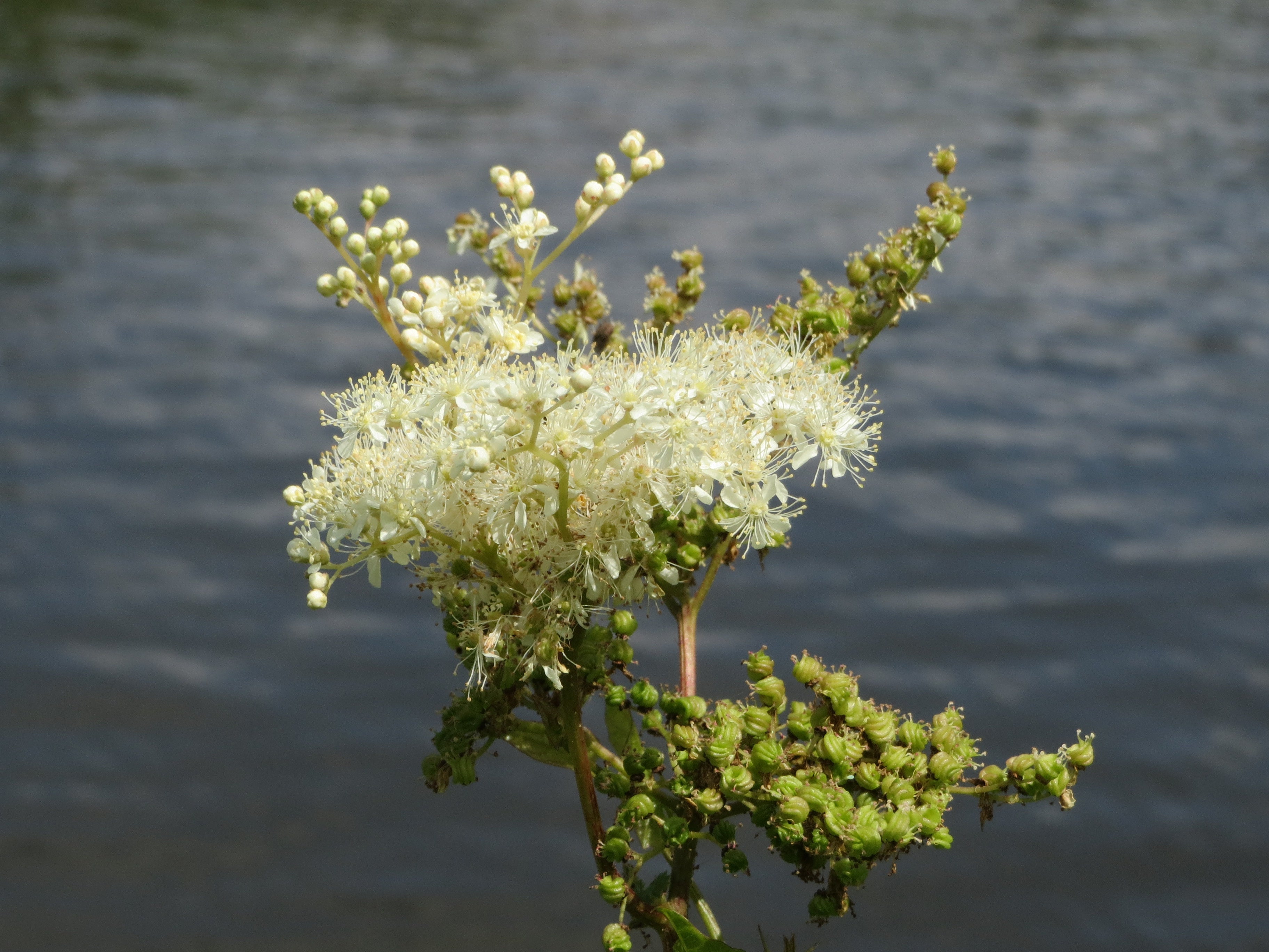 Filipendula ulmaria - Cont.: 2L - Crețișoară (Pendulă)