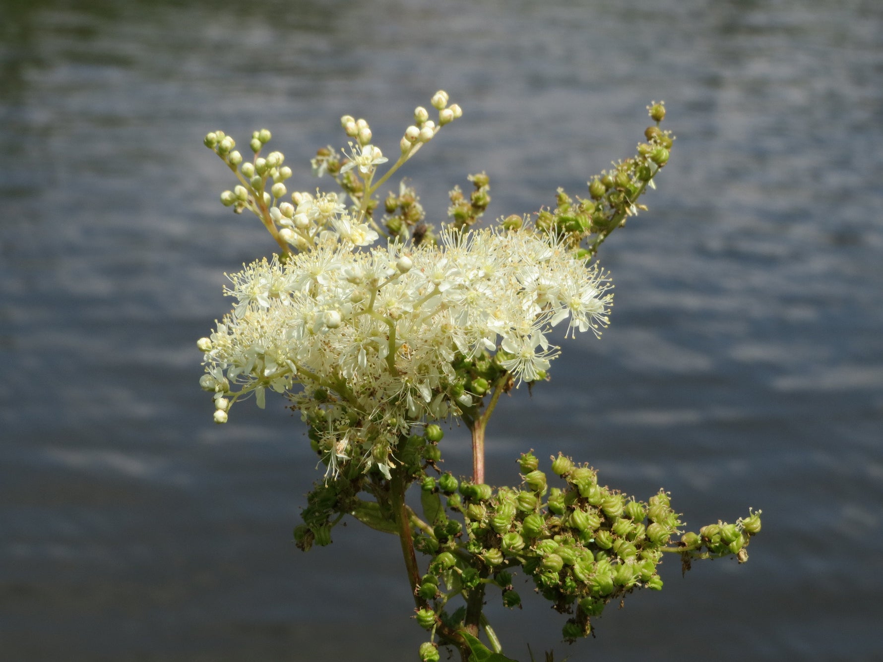 Filipendula ulmaria - Cont.: 2L - Crețișoară (Pendulă)