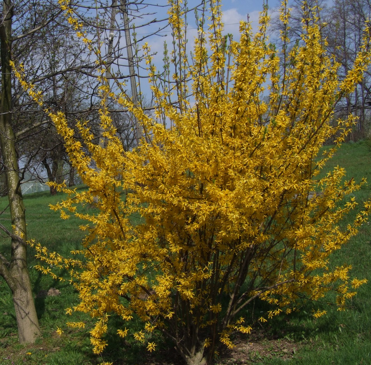 Forsythia intermedia 'Spectabilis' - h: 40cm | Cont.: 2L - Forsitia 'Spectabilis'