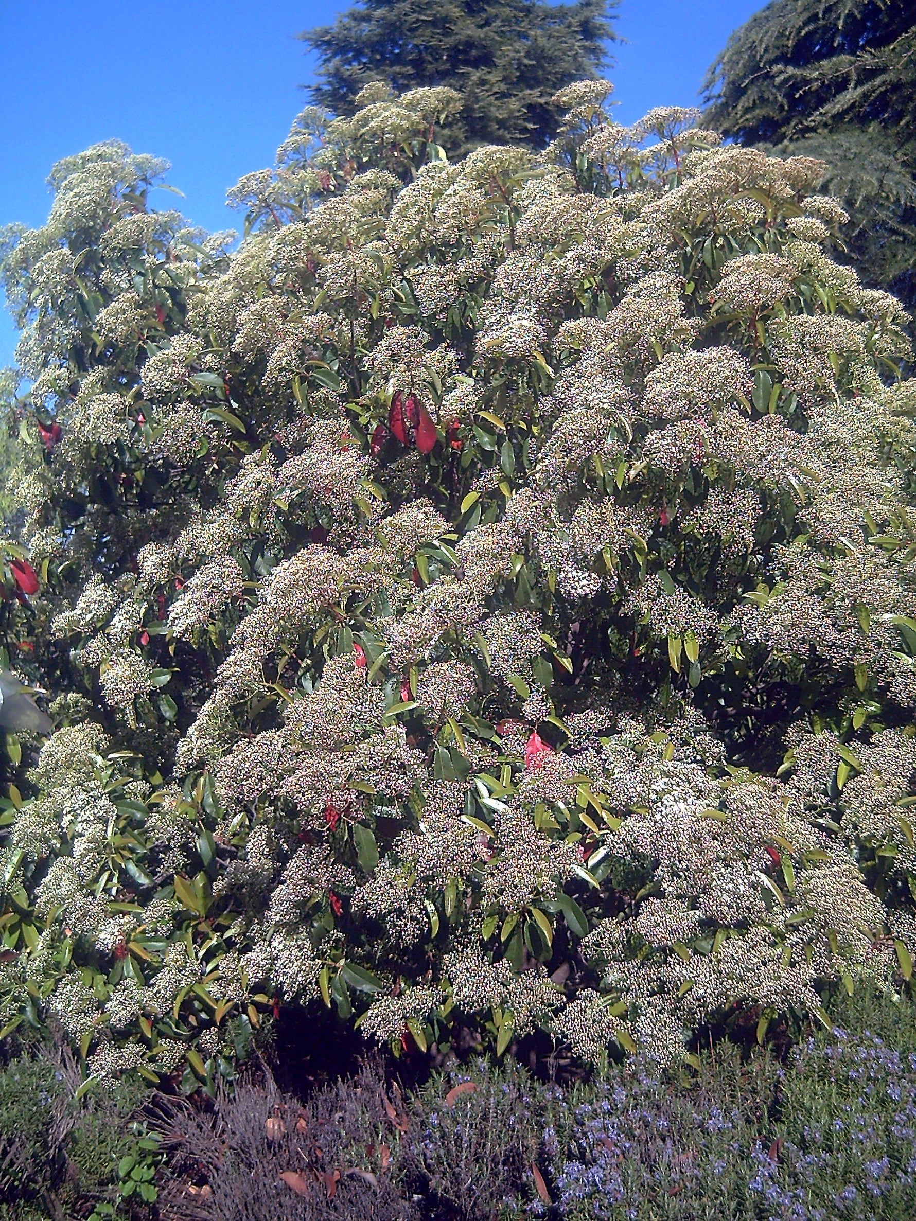 Fotinia Red Robin pe tulpină - C. 18L STEM / (Photinia serrulata Red Robin)