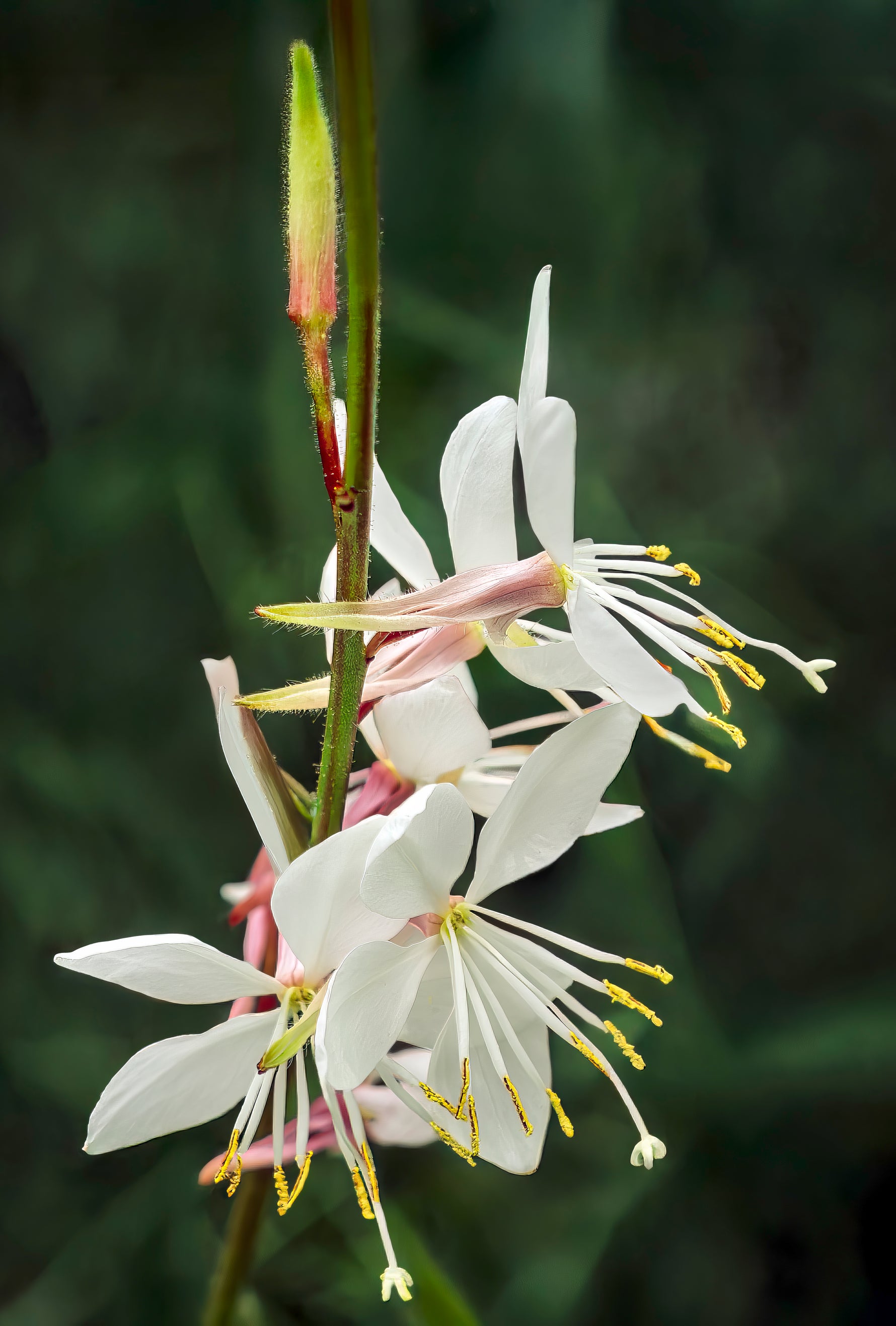 Gaura lindheimeri - Cont.: 3L - Gaura