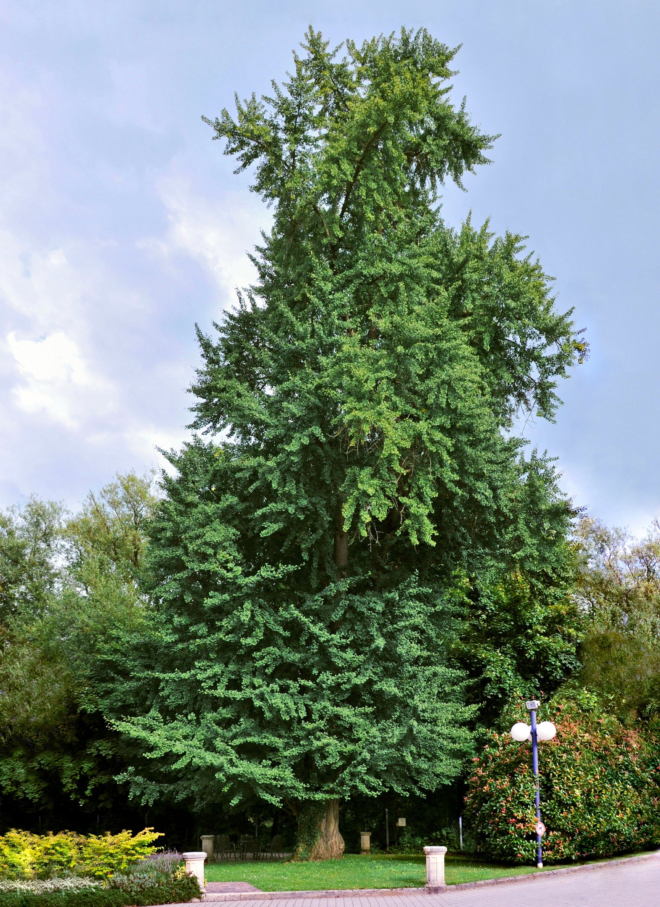 Ginkgo biloba - Arborele pagodelor