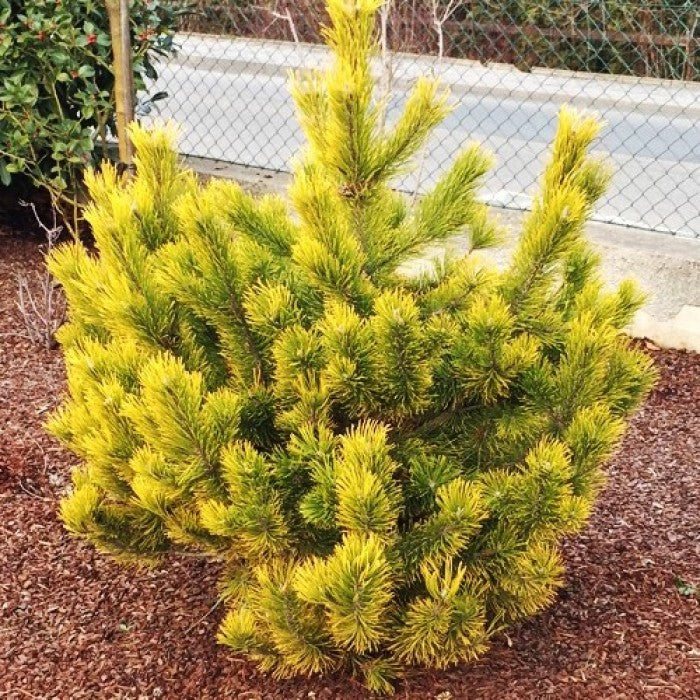 Pin Golden Glow pe tulpină - STEM | 40 cm / (Pinus mugo Golden Glow)