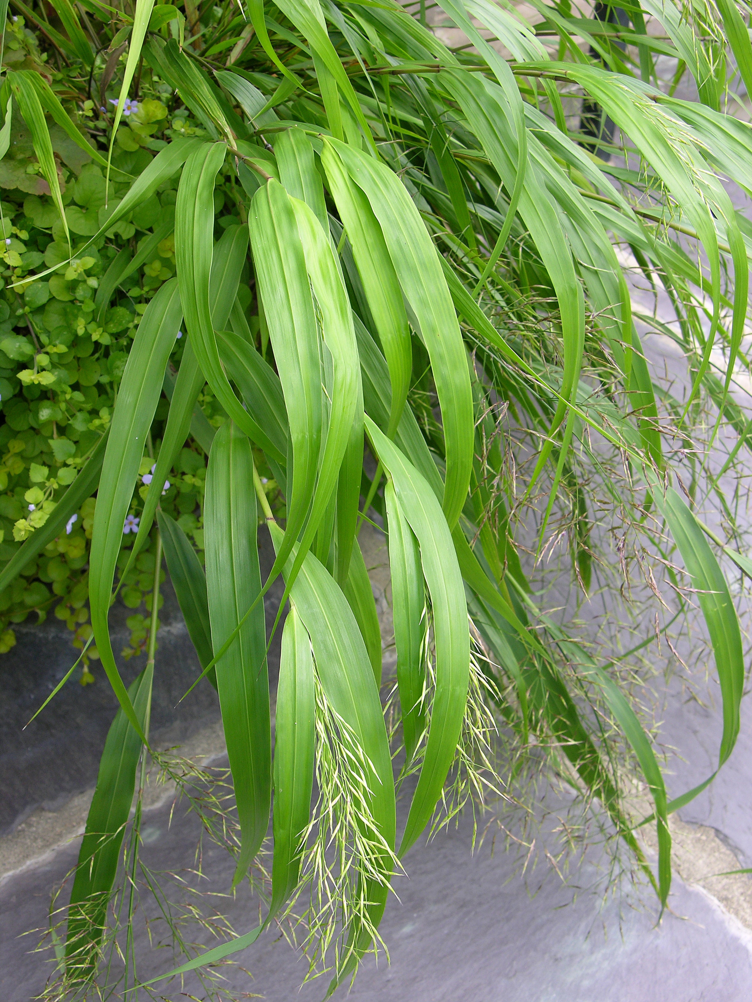 Hakonechloa macra 'Aureola' - Iarbă japoneză aurie 'Aureola'