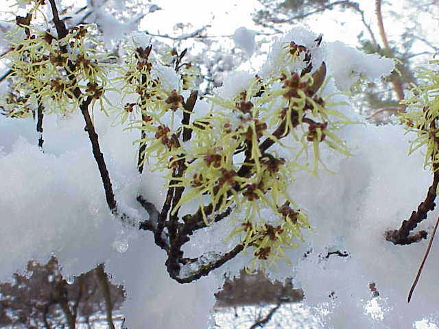 Hamamelis mollis - h: 80-100cm | Cont.: 10L - Alun de vrăjitoare