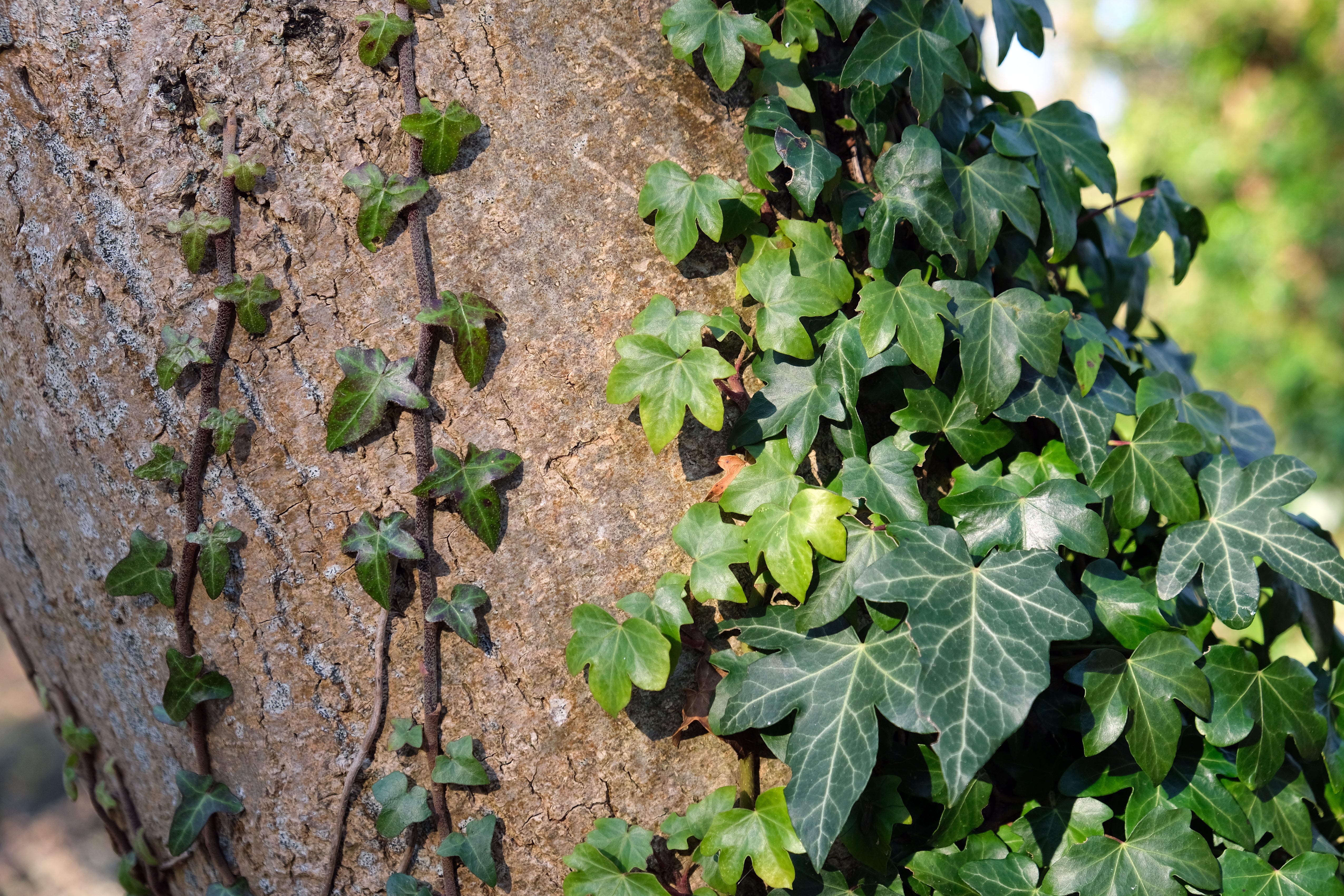 Hedera helix - Cont.: 2L - Iederă comună