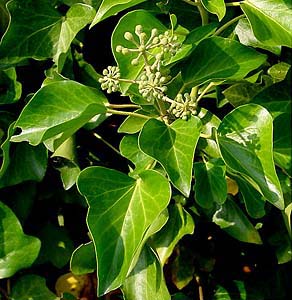 Hedera hibernica 'Hibernica' - Cont.: 2L - Iederă irlandeză 'Hibernica'