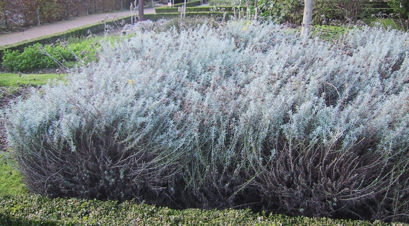 Helichrysum italicum 'Tall Curry' - Cont.: 2L - Iarbă de curry 'Tall Curry'