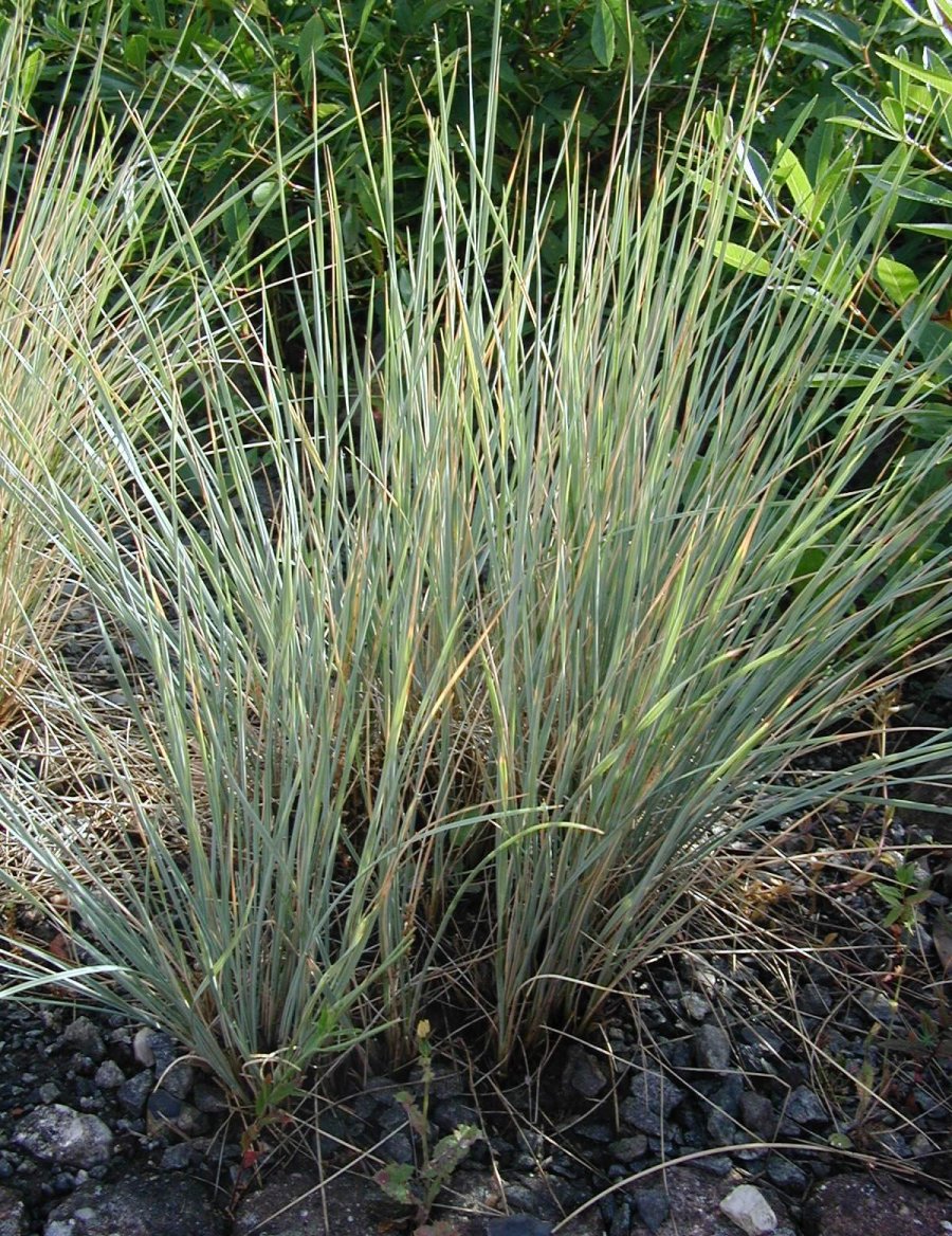 Helictotrichon sempervirens 'Pendula' - Cont.: 2L - Iarbă albastră pendulă 'Pendula' (Pendulă)