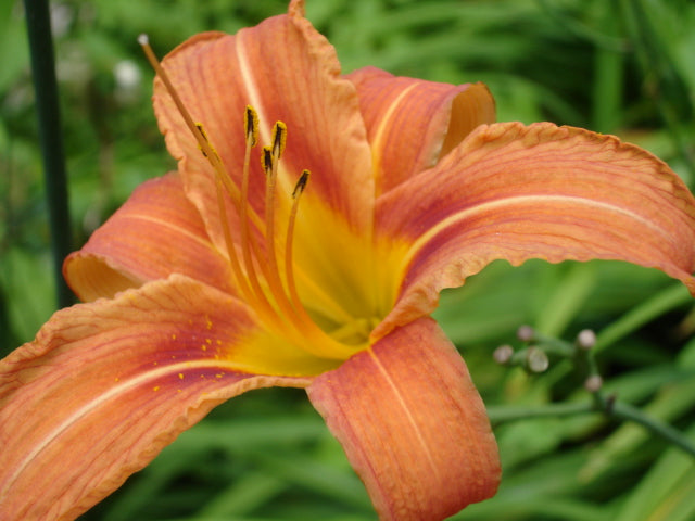 Hemerocallis fulva - Cont.: 2L - Crin de zi portocaliu