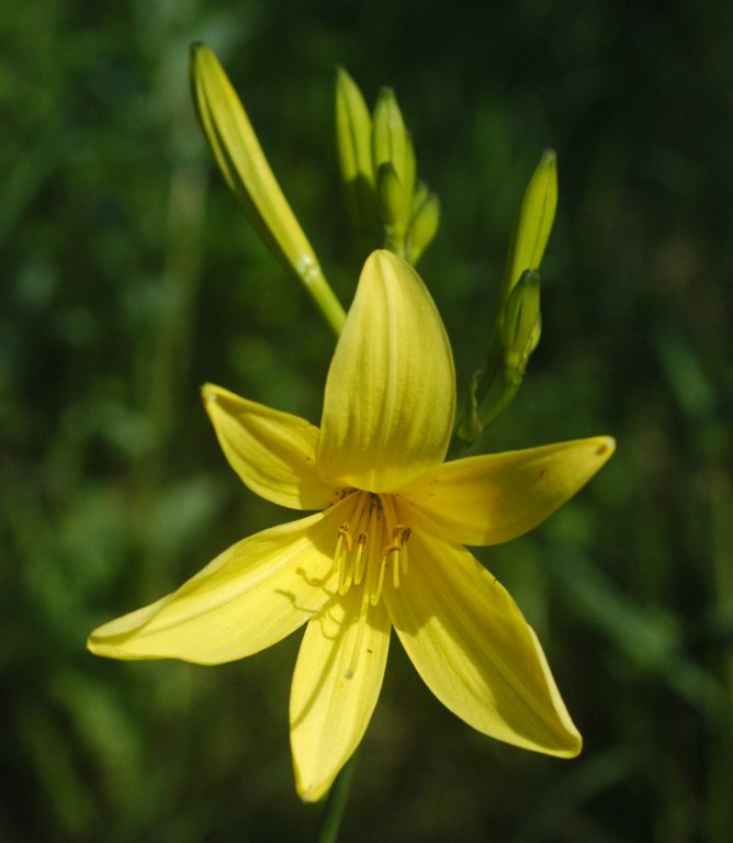 Hemerocallis 'Stella d'Oro' - Cont.: 2L - Crin de zi 'Stella d'Oro'