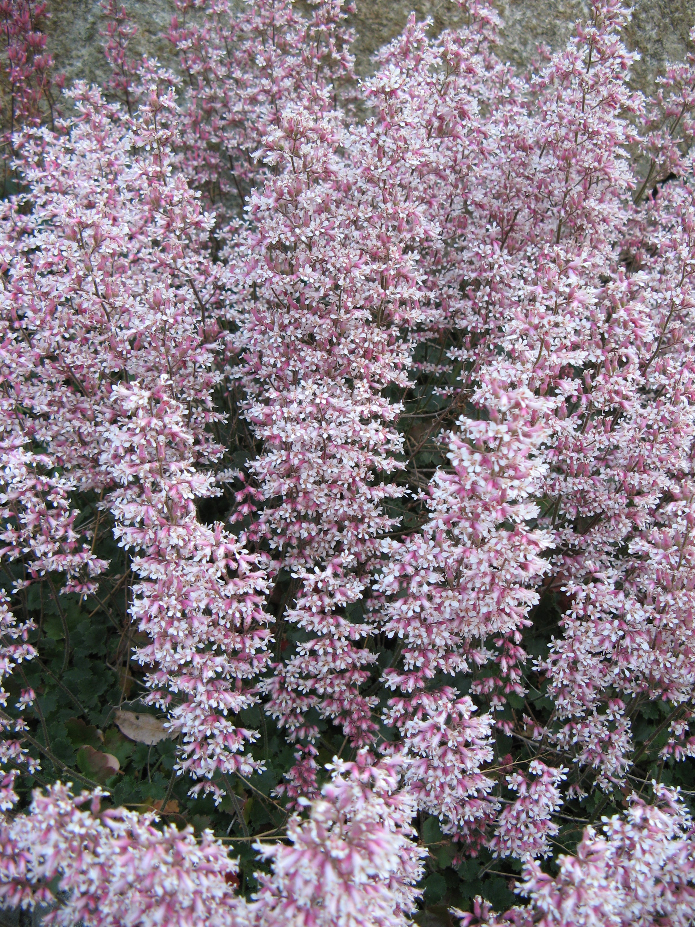 Heuchera sp. - Heuchera sp.