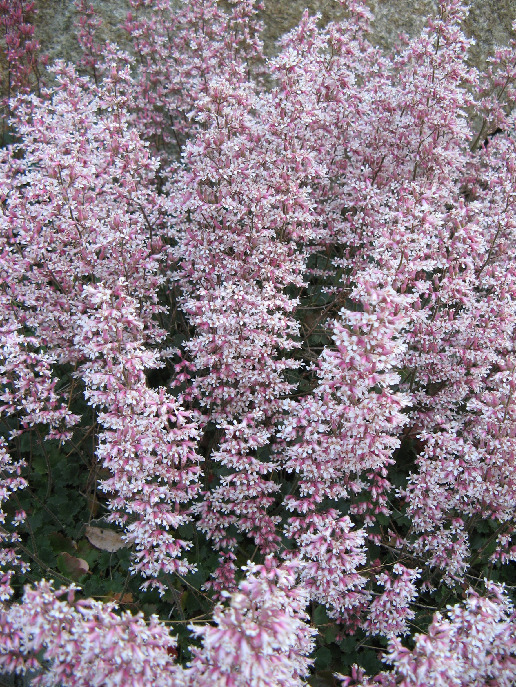 Heuchera sp. - Heuchera sp.
