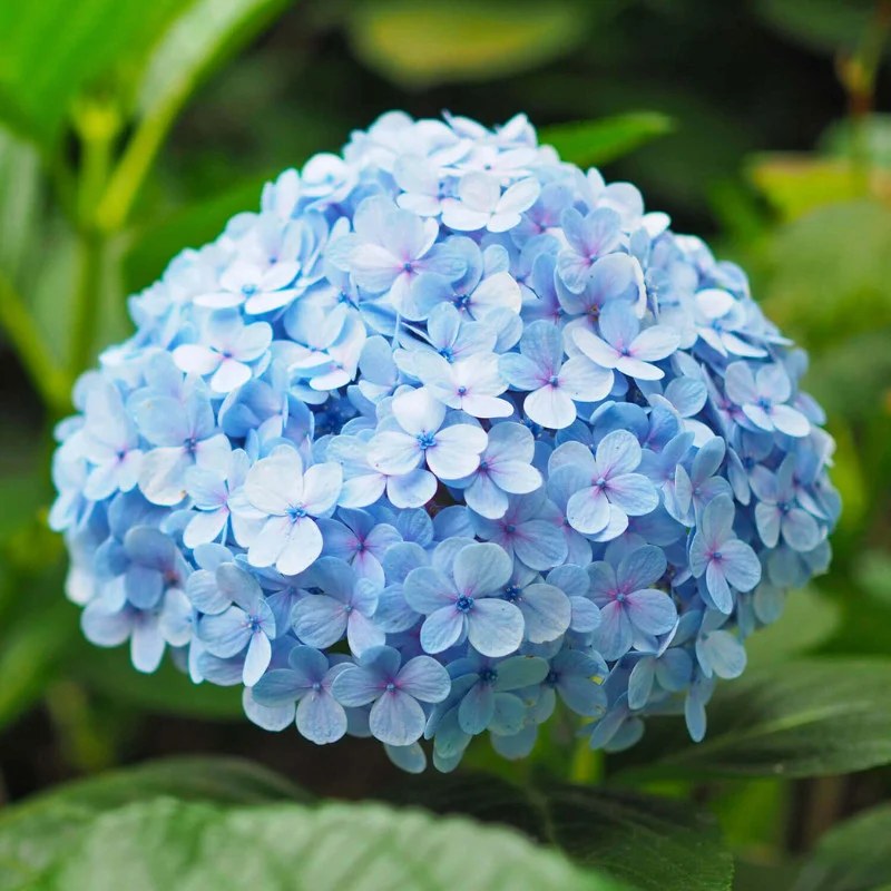 Hortensie Nikko Blue - C. 7.5L / (Hydrangea macrophylla Nikko Blue)