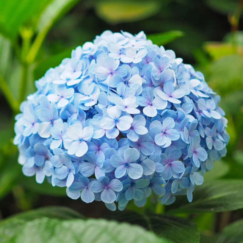 Hortensie Nikko Blue - C. 7.5L / (Hydrangea macrophylla Nikko Blue)