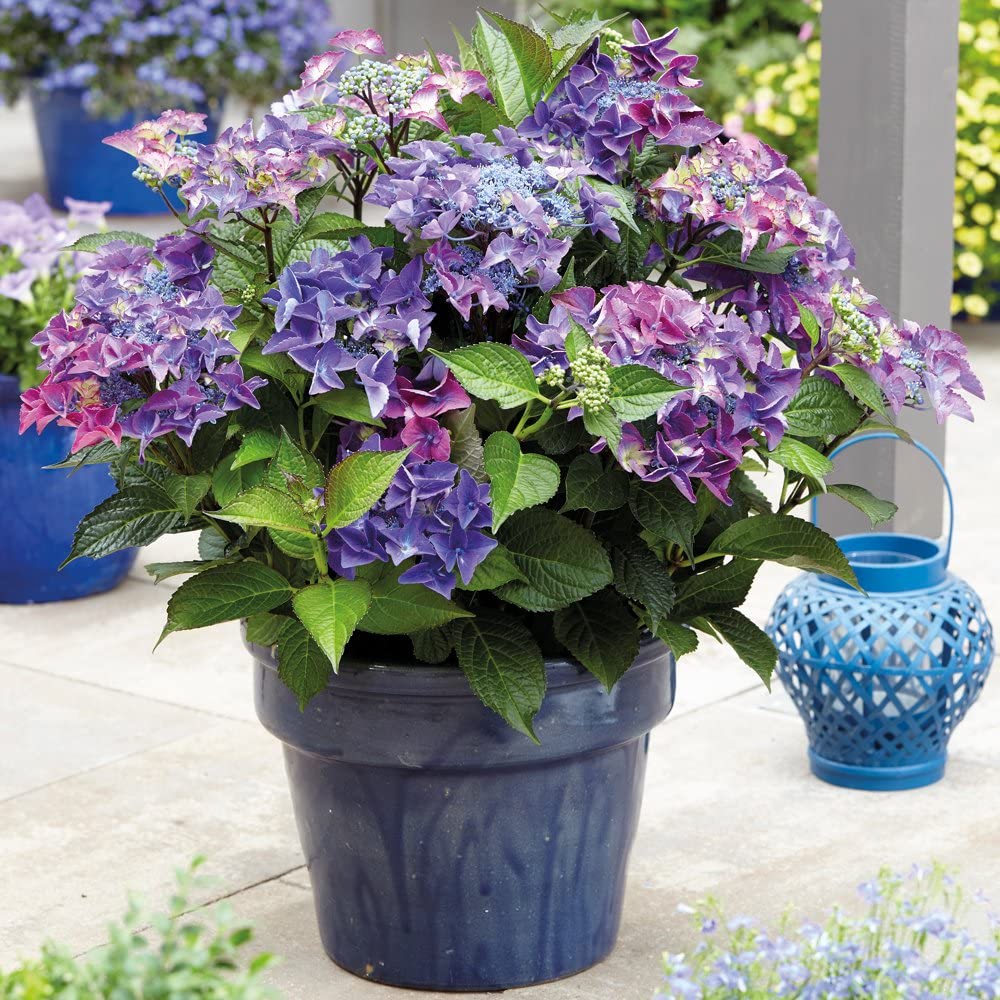 Hortensie Black Diamond - C. 7.5L / (Hydrangea macrophylla Black Diamond)