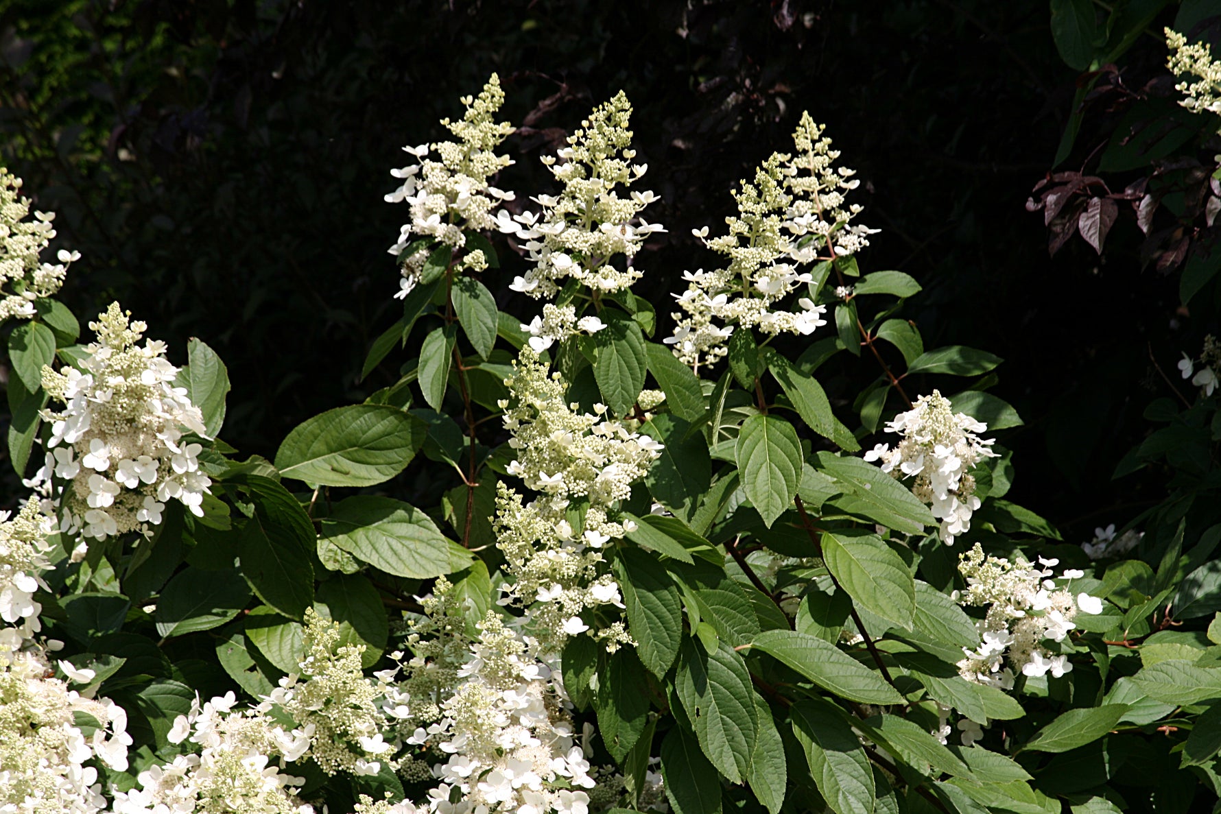 Hortensie paniculată Grandiflora - C. 10L | 60-80 cm / (Hydrangea paniculata Grandiflora)