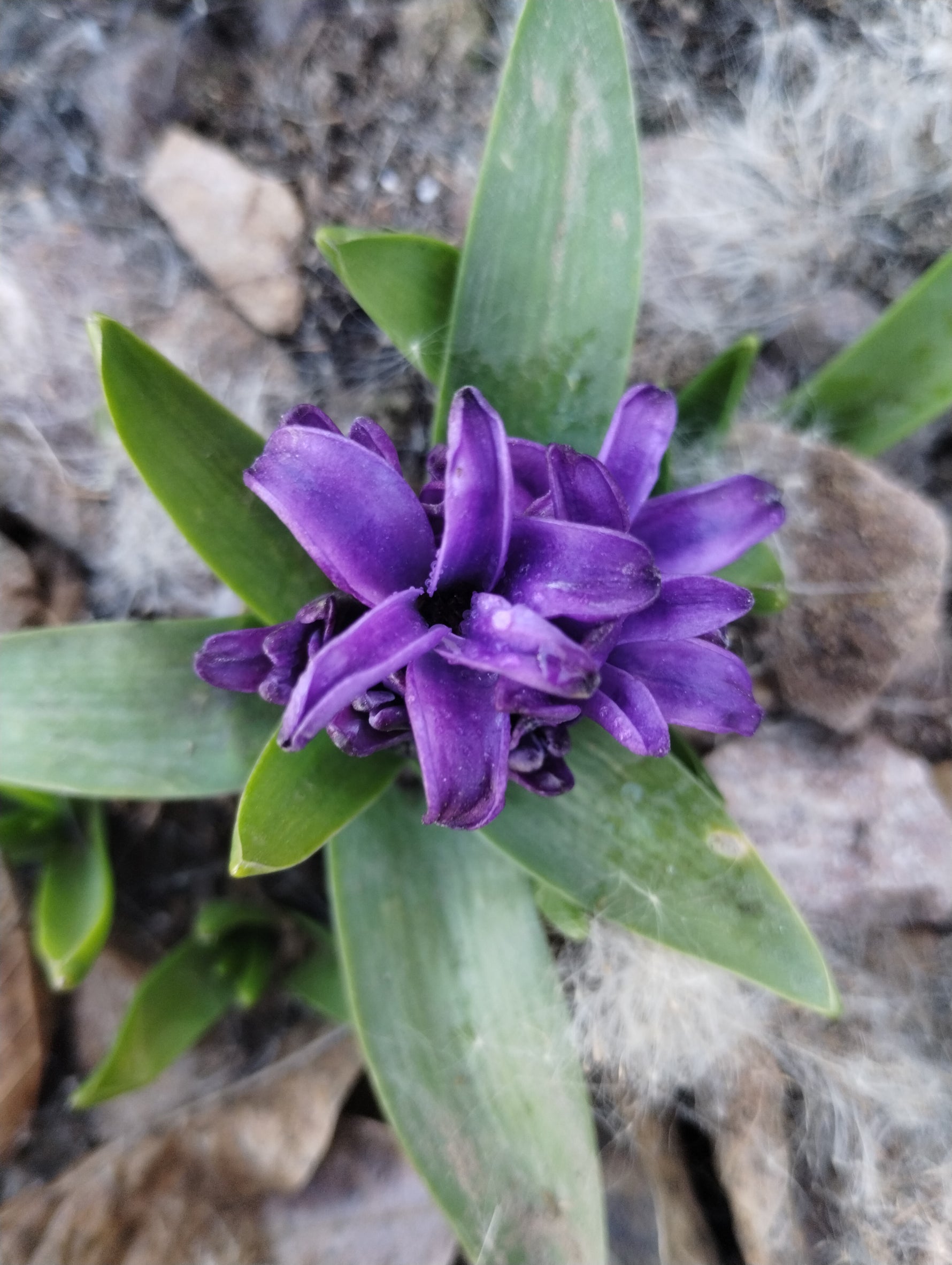 Hyacinthus orientalis MIX - Cont.: 1L - Zambilă MIX