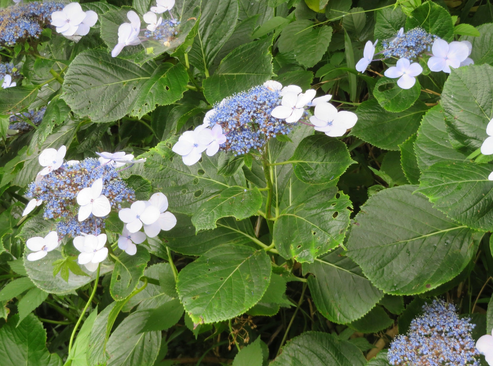 Hydrangea macrophylla - Hortensie