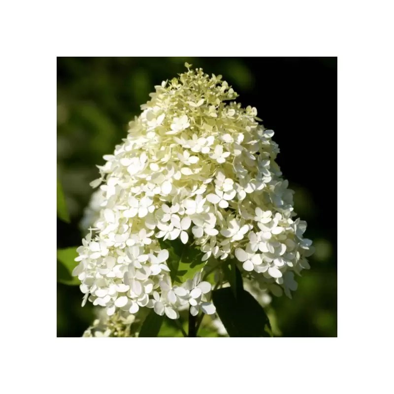 Hortensie paniculată Polar Bear - C. 5L / (Hydrangea paniculata Polar Bear)