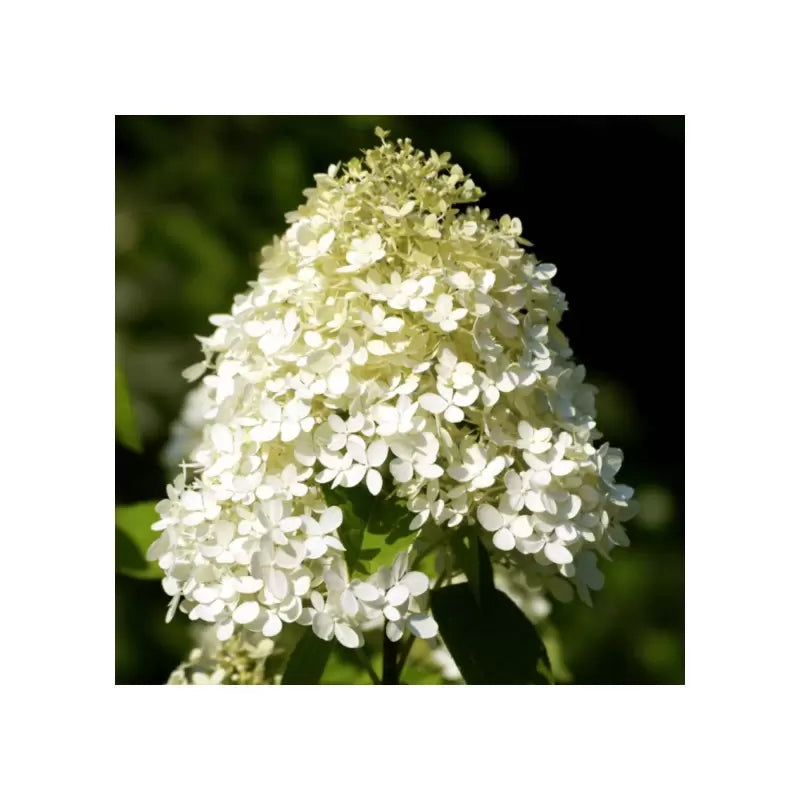 Hortensie paniculată Polar Bear - C. 5L / (Hydrangea paniculata Polar Bear)