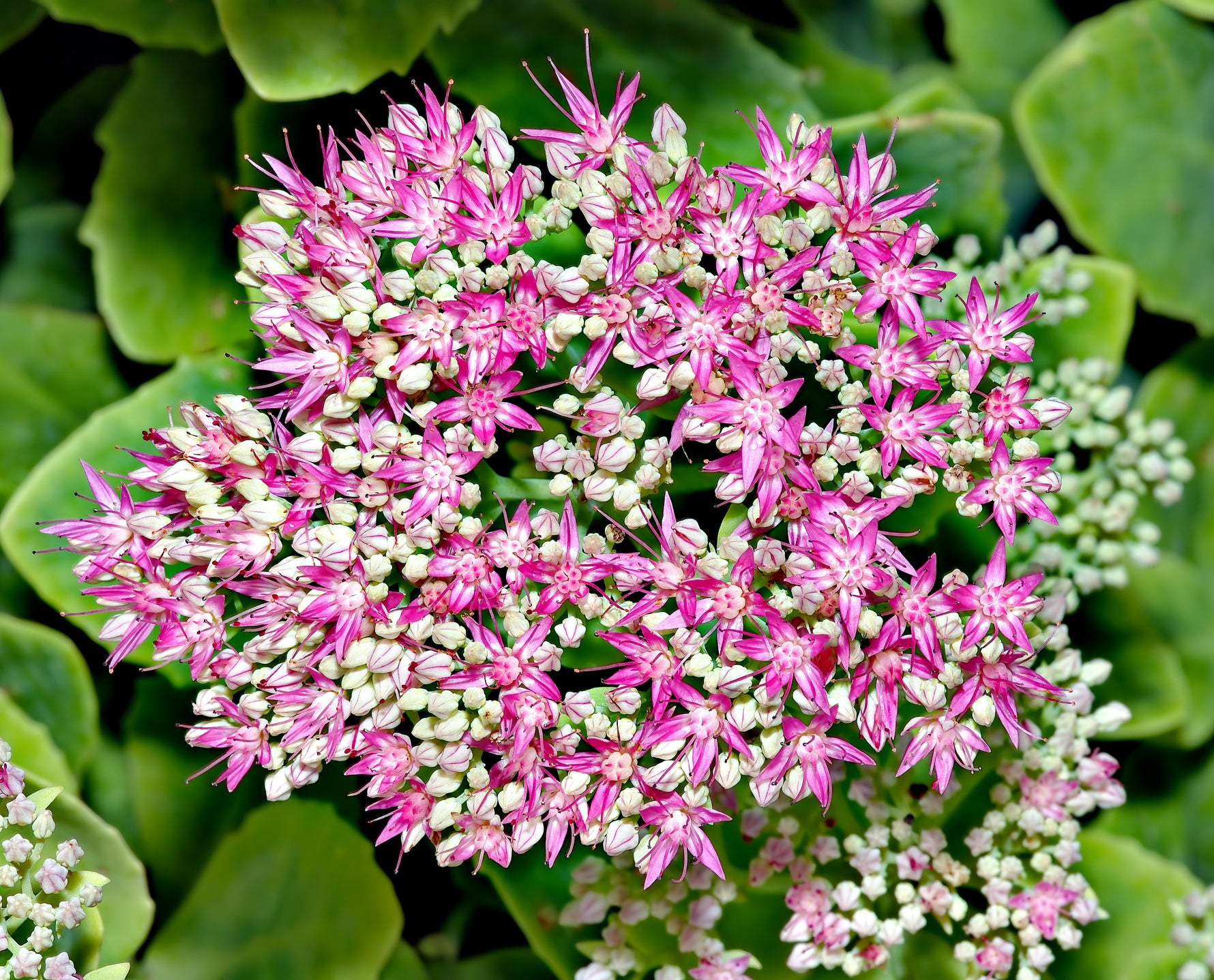 Hylotelephium 'Carl' - Sedum 'Carl'