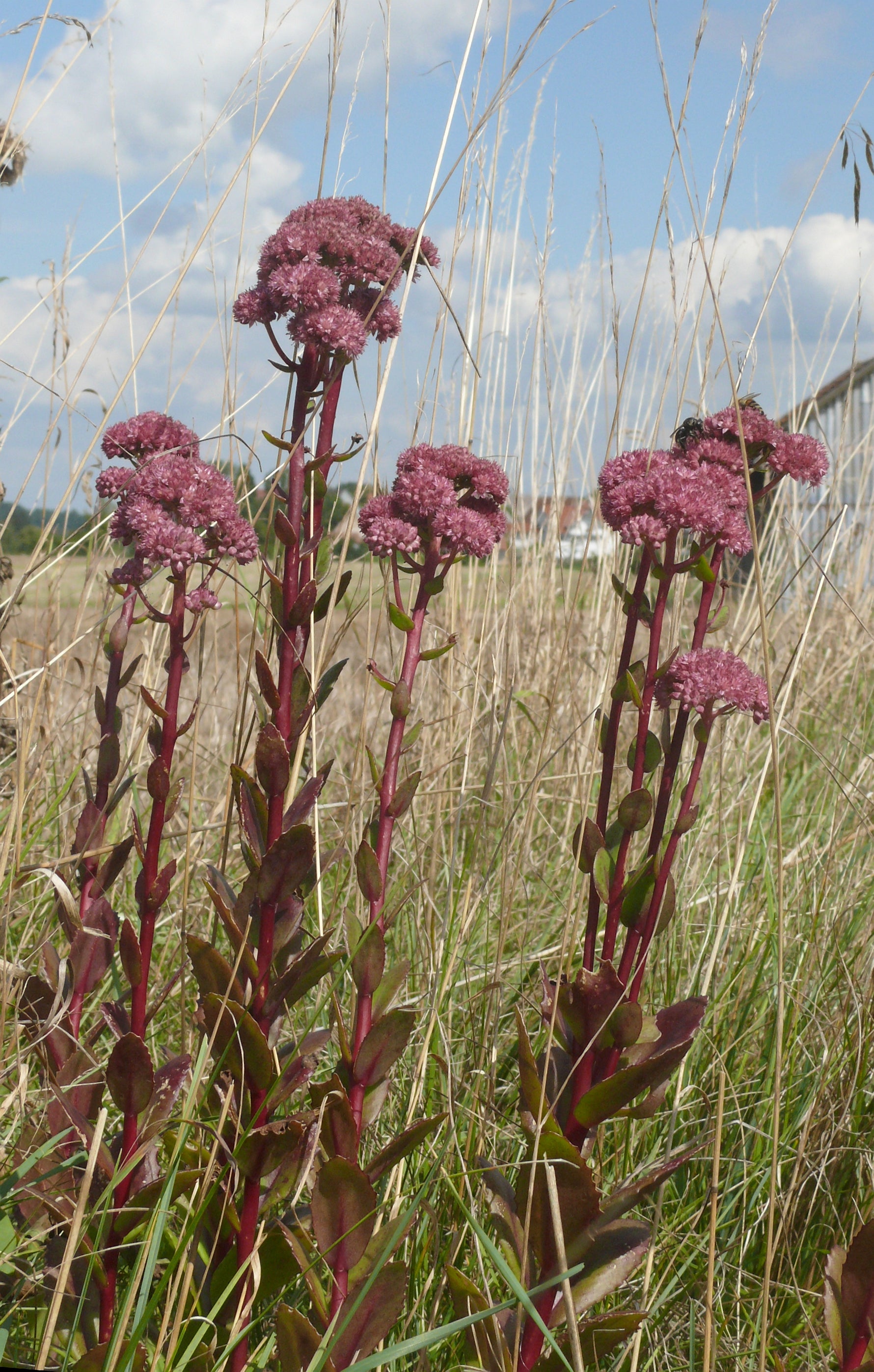 Hylotelephium telephium - Cont.: 1.5L - Sedum