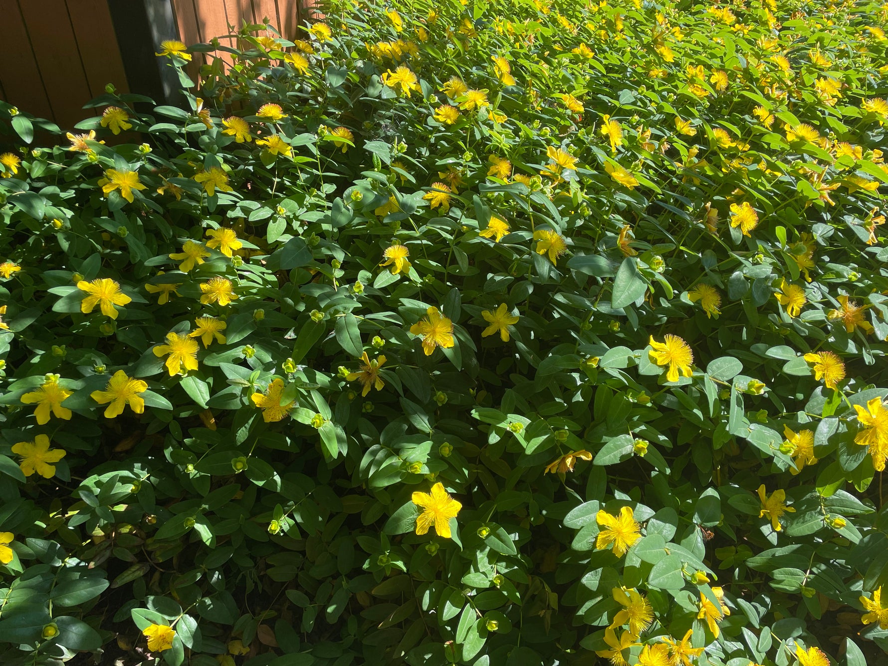 Hypericum calycinum 'Hidcote' - h: 30-35cm | Cont.: 2L - Sunătoare de grădină 'Hidcote'